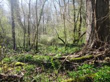 Aulnaie-frênaie (photo : S. Duhautois)