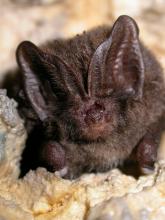 Barbastelle (photo : P. Jourde)