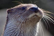 Loutre d'Europe Loutre d'Europe