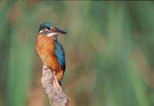 Martin pêcheur (photo : F. Cahez, LPO) Martin pêcheur (photo : F. Cahez, LPO)