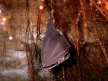 Grand Rhinolophe (photo : P. Jourde) Grand Rhinolophe (photo : P. Jourde)