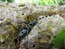Rosalie des Alpes (photo : E. Général) Rosalie des Alpes (photo : E. Général)